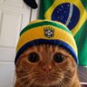 Фото профиля gato patriota 🇧🇷🇧🇷🇧🇷