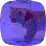 B1ggBen profil fotoğrafı
