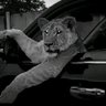 TSH's profile picture