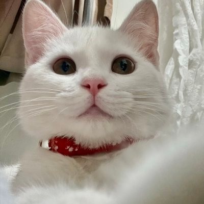 Looti__Net's profile picture
