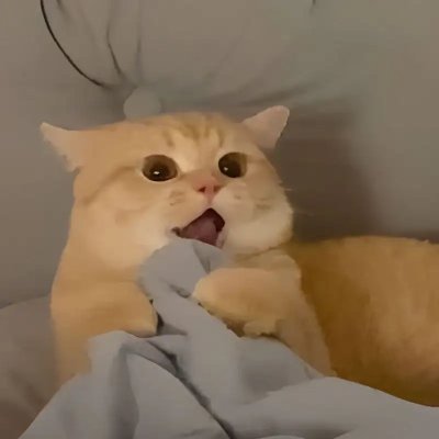 TinyChaos's profile picture
