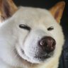 ゴルガ凛's profile picture