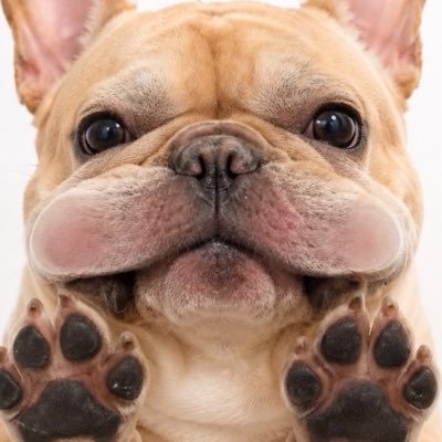 춥스's profile picture
