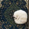 Mayday 🇮🇷 profil fotoğrafı