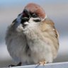 Фото профиля その辺のスズメ