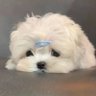 apry's profile picture