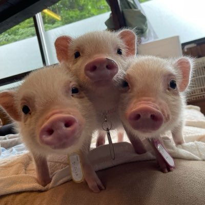 ミサママ(癒され亭の園長's profile picture