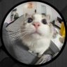 Profilbild von Frank