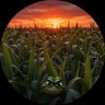 Midwest Chud's profile picture