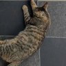 Skj profil fotoğrafı