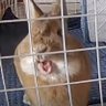 Profilbild von ZG ゼグ うさぎ吠える🐰