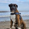 Boxer dog...'s profile picture