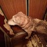 Котоыей мотооскин profil fotoğrafı