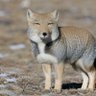 チベ🦊's profile picture