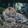 たゆ profil fotoğrafı