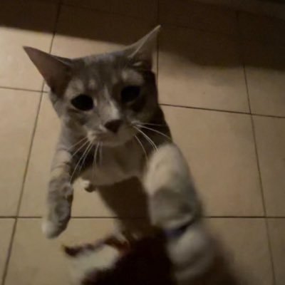 zenfakee's profile picture