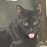 チョココロン's profile picture