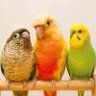 Фото профиля はぷ🦜ネモとユウとオトの飼い主