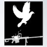 Carl Rogers profil fotoğrafı