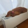クッキー 的头像