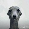 ZHANZA's profile picture
