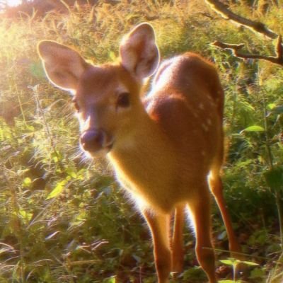 DEERCHALI's profile picture