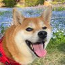 Profilbild von しば子☘️