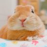 Profilbild von 🐰マルハンを攻略🐰