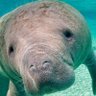 Hu~MANATEE's profile picture