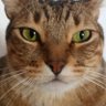 Vanildo profil fotoğrafı