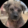 Señor Chucho's profile picture