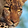 Profilbild von Amazônikah ◣★◥