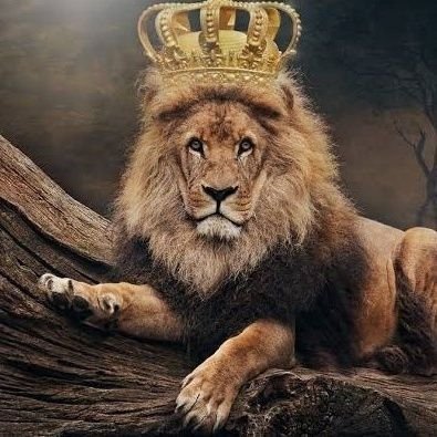 MASOOD QURESHI 🐅🇵🇰's profile picture