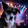 Profilbild von Perrock!