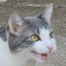 Jack De'Veiny's profile picture