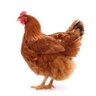 chicken's profile picture