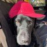 Profilbild von Dave