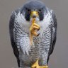 Фото профиля tweetbit