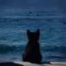 Profilbild von Ocean