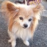 パピヨン profil fotoğrafı