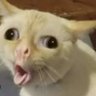 TexMar's profile picture