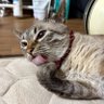 くまゆー profil fotoğrafı