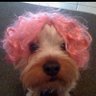 sanguche de milanesa's profile picture