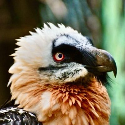 Space Vulture ⚡️'s profile picture