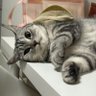 Buke’s Mama555 🎀🐈⬛💜💟's profile picture