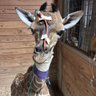 Profilbild von MilaniSol🦒