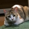 みぃ♪ 的头像