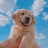 ˢˡʸ Levifnz profil fotoğrafı