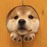 얌욤염얌's profile picture