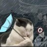 saitoo-chan profil fotoğrafı